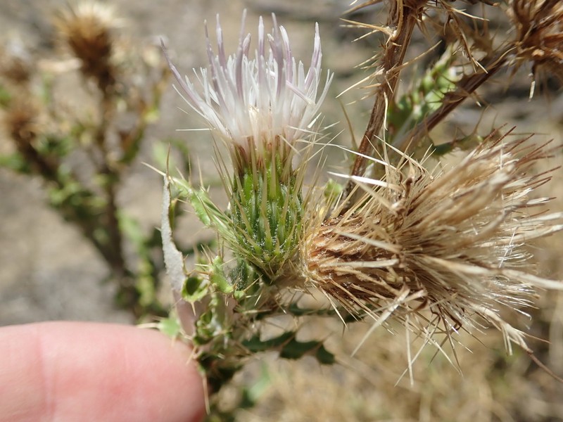 Wyoming Thistle photo 7