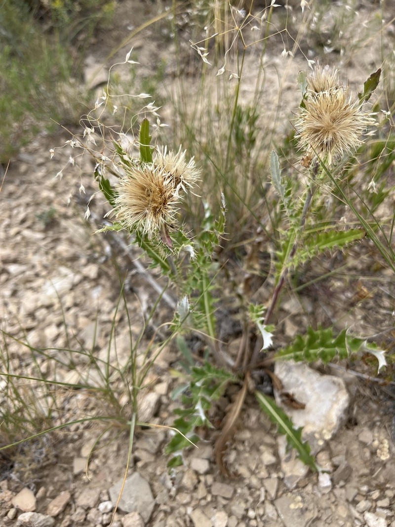 Wyoming Thistle photo 8