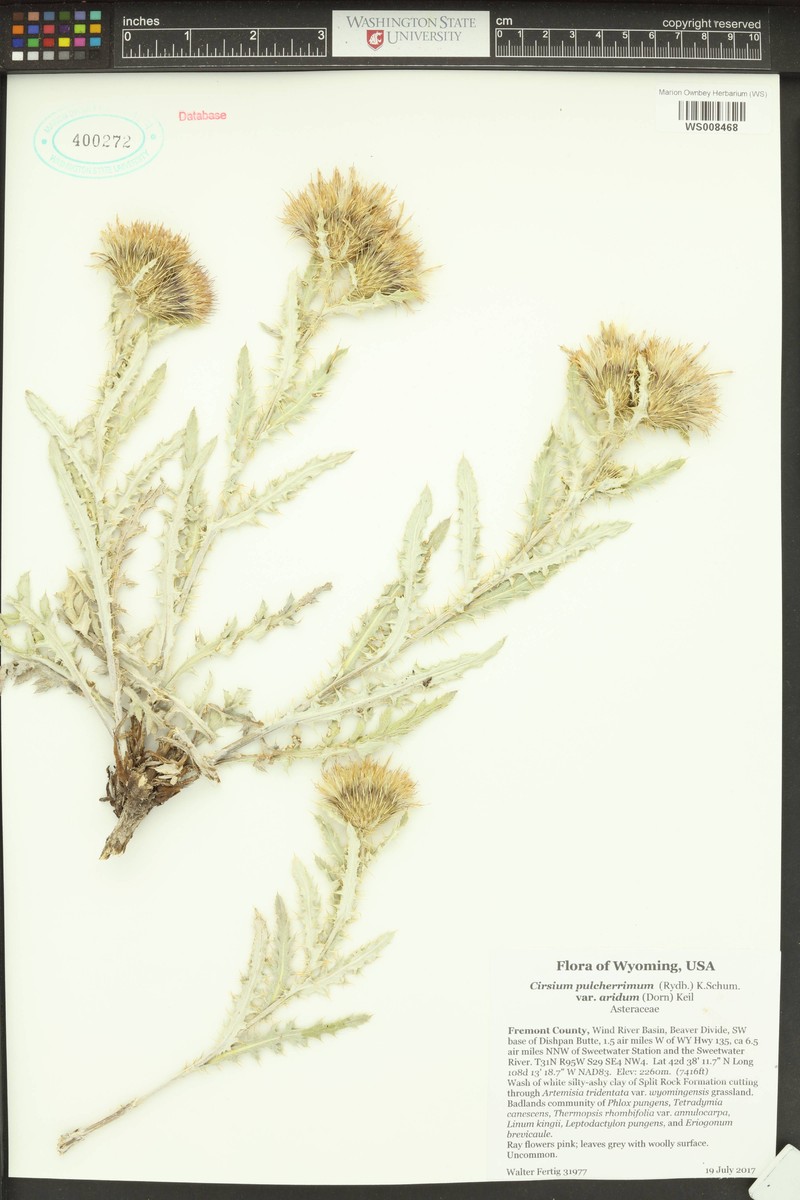 Desert Thistle photo 4