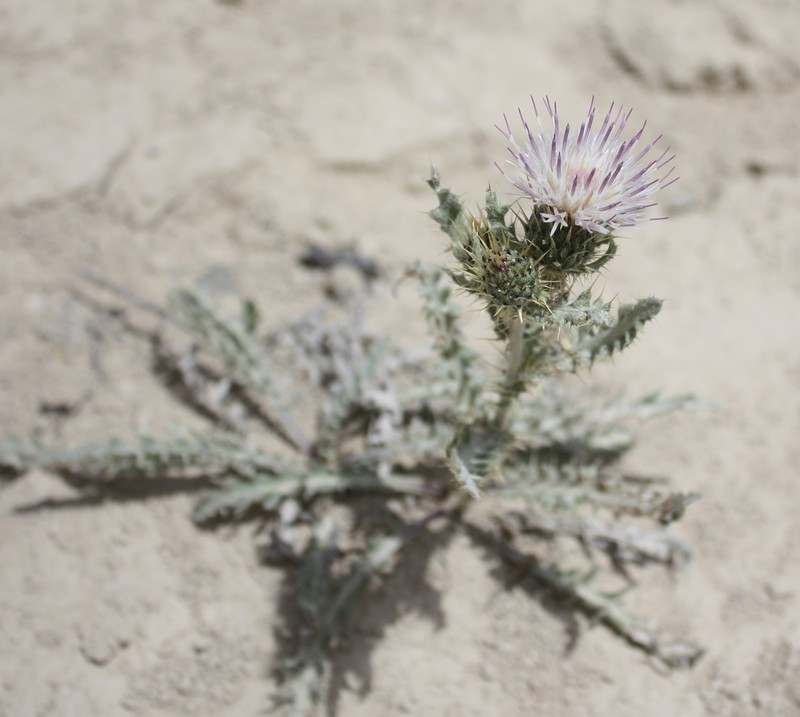 Desert Thistle