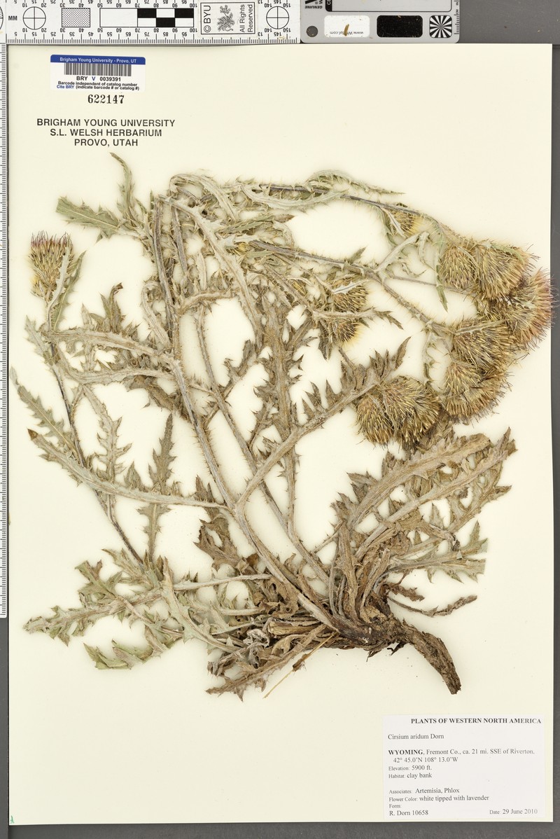 Desert Thistle photo 2
