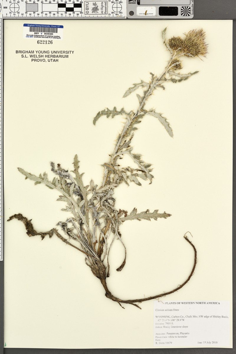 Desert Thistle photo 3