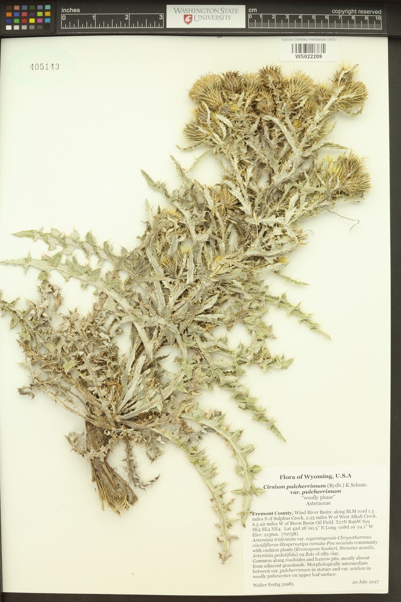 Cirsium pulcherrimum var. pulcherrimum photo 3