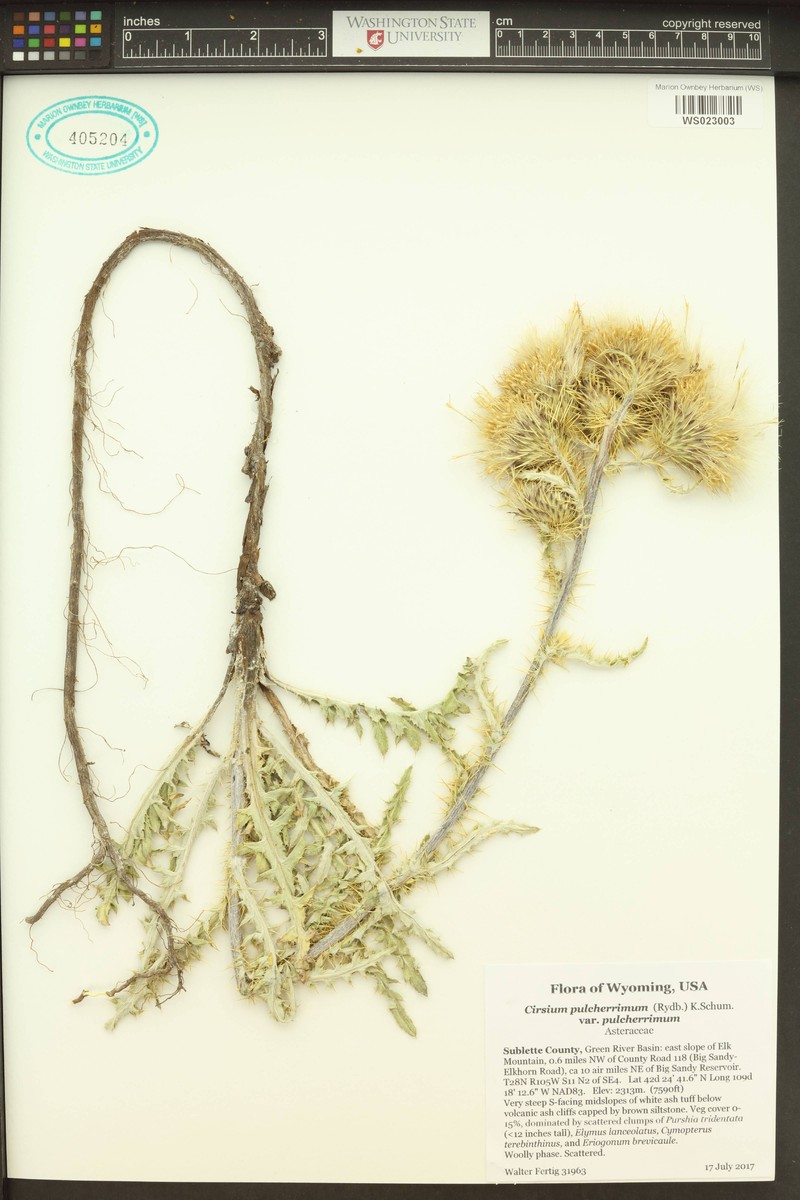 Cirsium pulcherrimum var. pulcherrimum photo 4