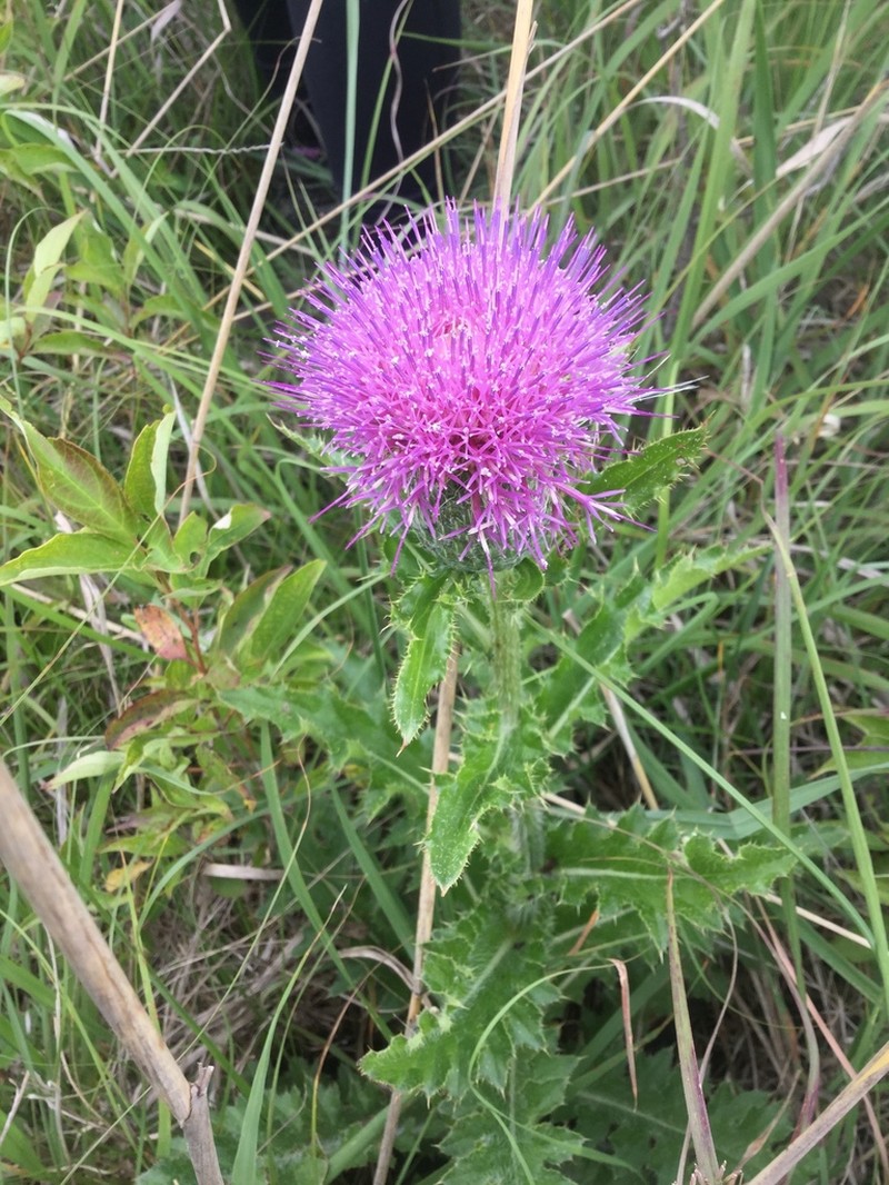 Pasture Thistle