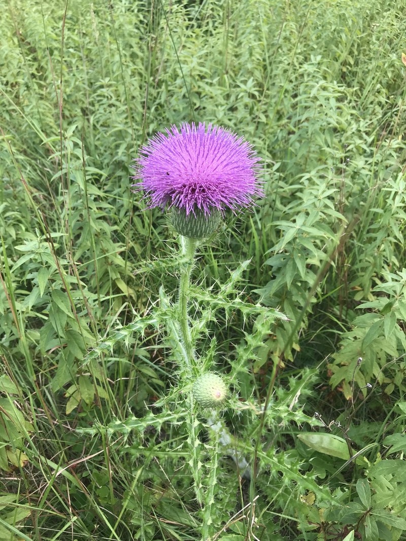 Pasture Thistle photo 2