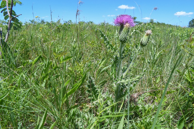 Pasture Thistle photo 3