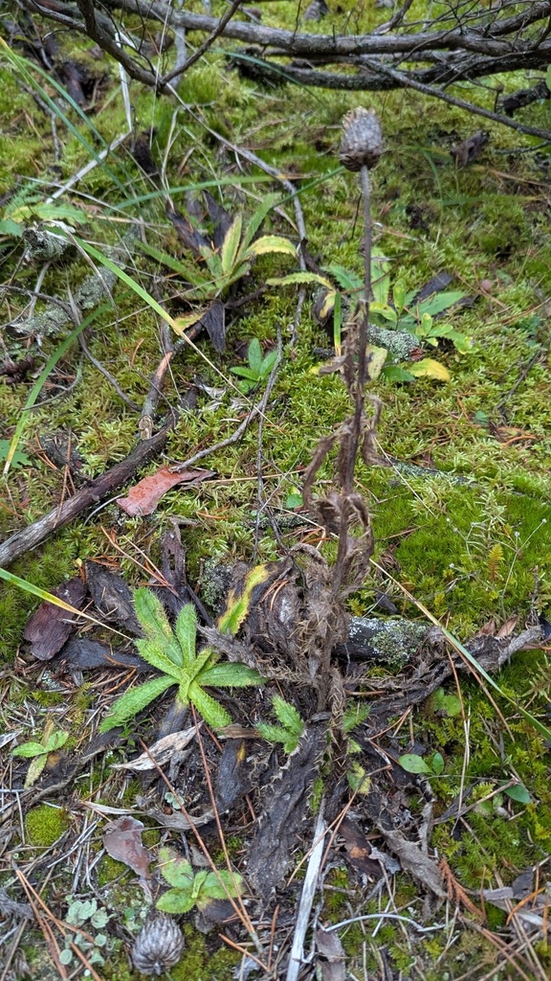 Pasture Thistle photo 4