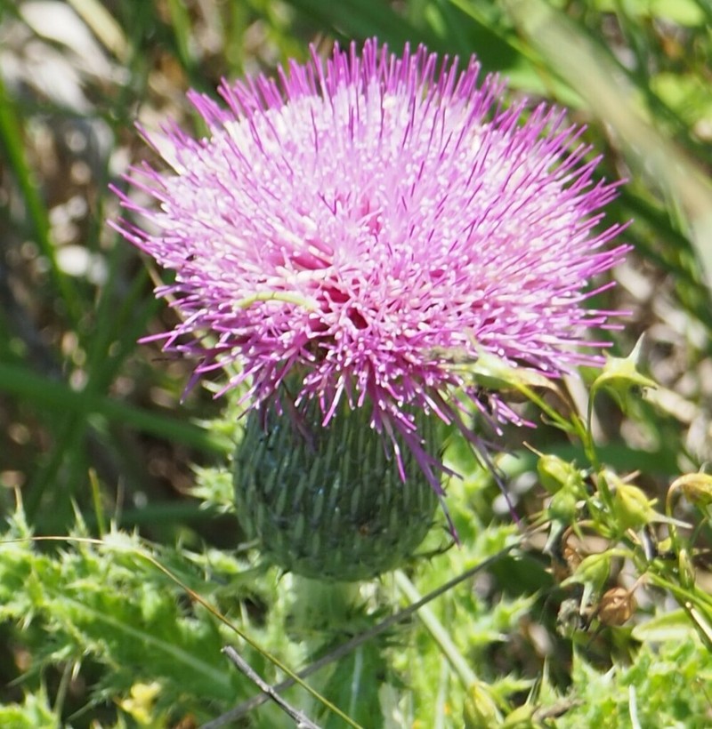 Pasture Thistle photo 5