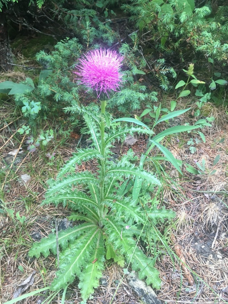 Pasture Thistle photo 6