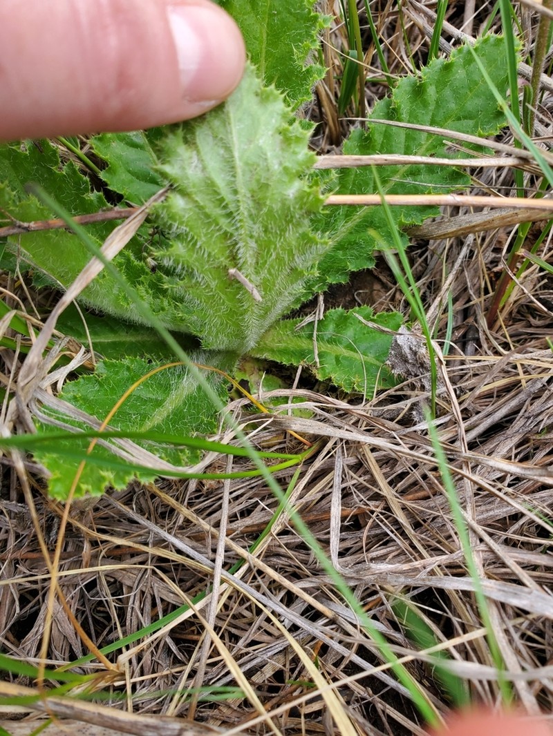 Pasture Thistle photo 7
