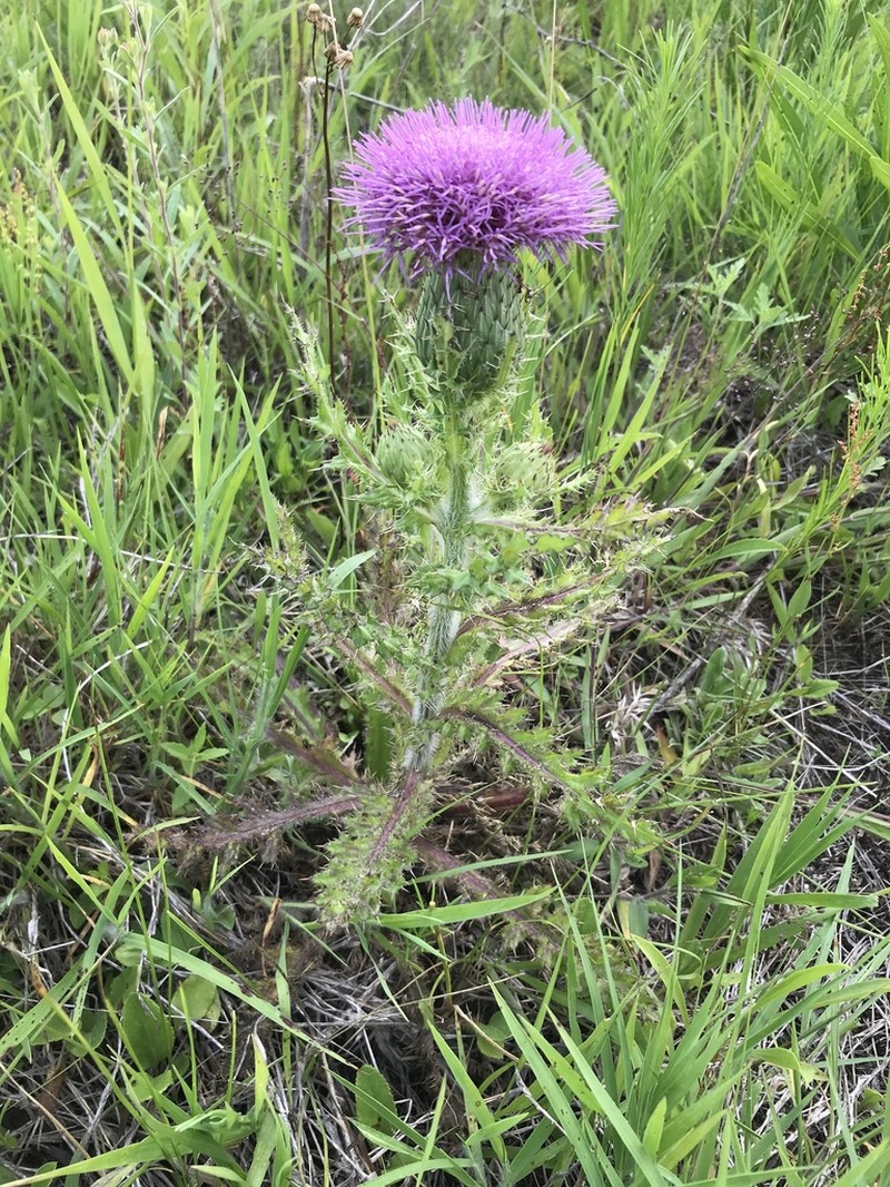 Pasture Thistle photo 8