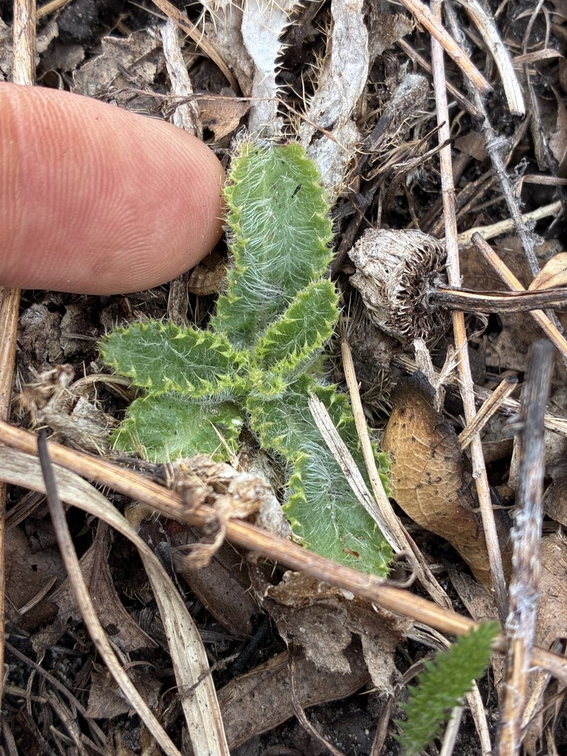 Hill's Thistle