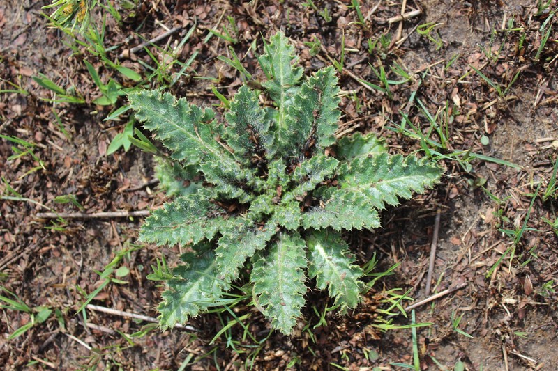 Hill's Thistle photo 2