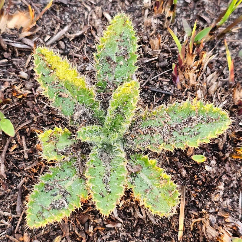 Hill's Thistle photo 3