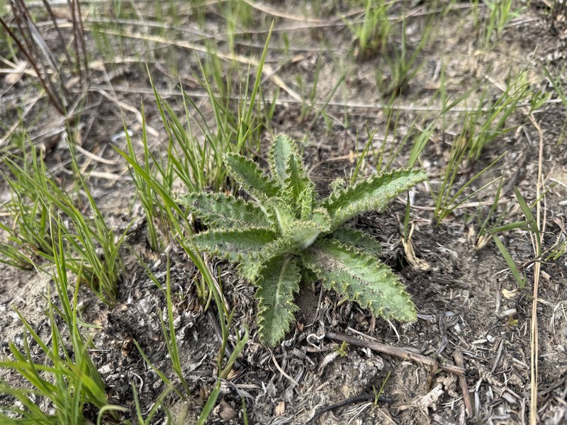 Hill's Thistle photo 6