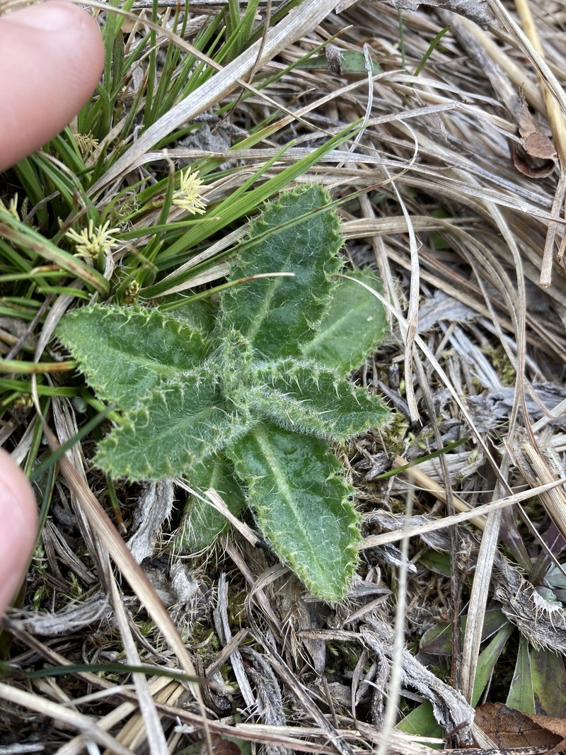 Hill's Thistle photo 7