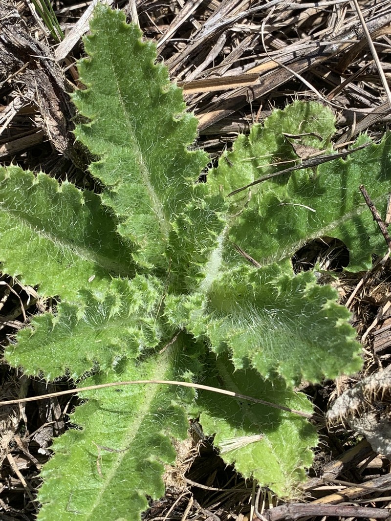 Hill's Thistle photo 8