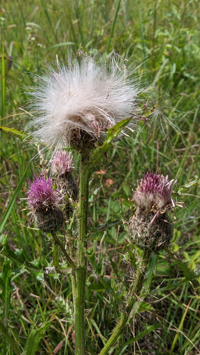 Cirsium pumilum var. pumilum
