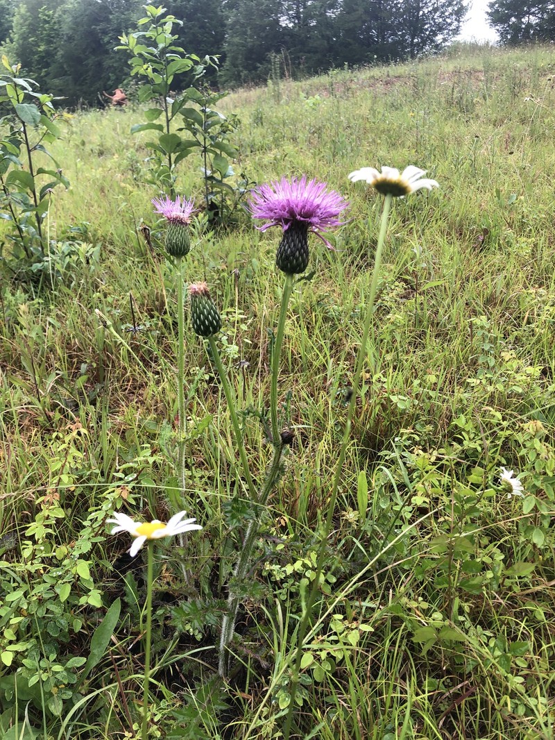 Cirsium pumilum var. pumilum photo 2