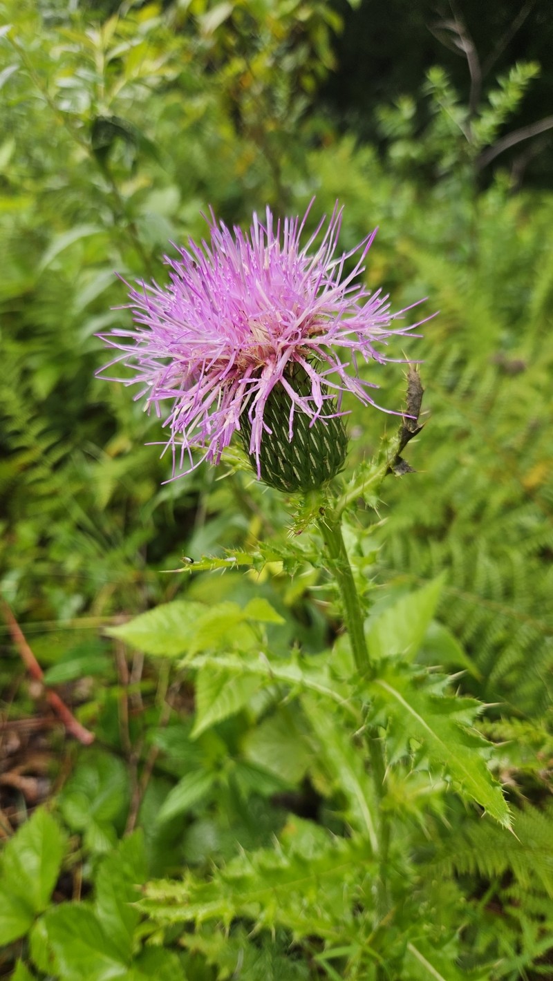 Cirsium pumilum var. pumilum photo 3