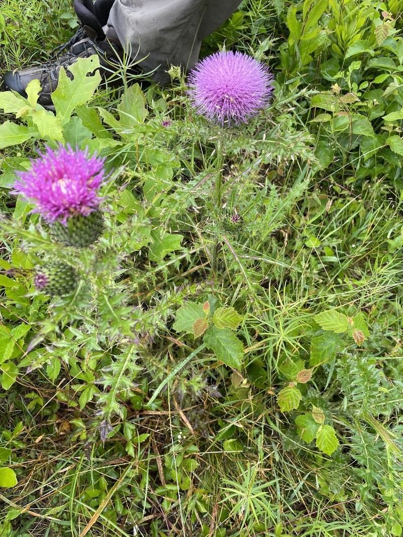 Cirsium pumilum var. pumilum photo 4