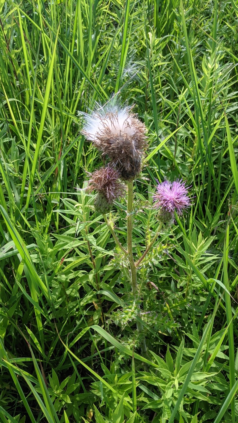 Cirsium pumilum var. pumilum photo 5