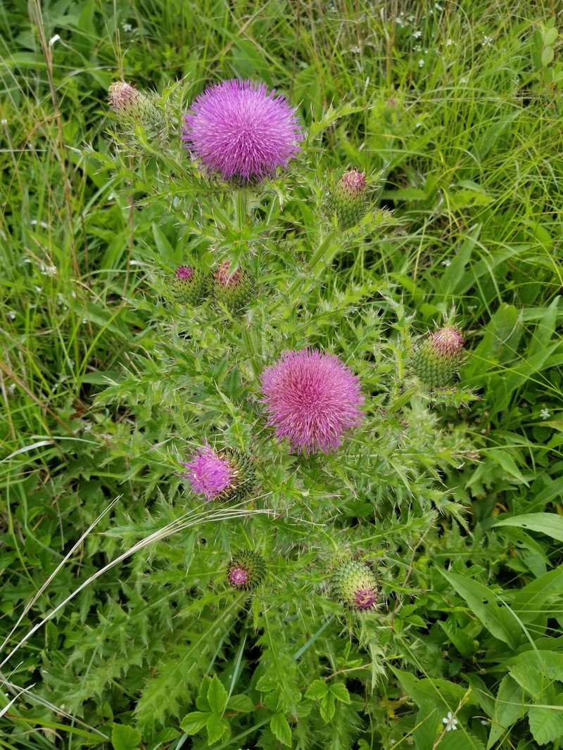 Cirsium pumilum var. pumilum photo 6