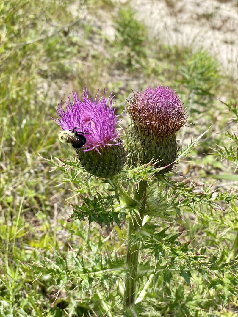 Cirsium pumilum var. pumilum photo 7