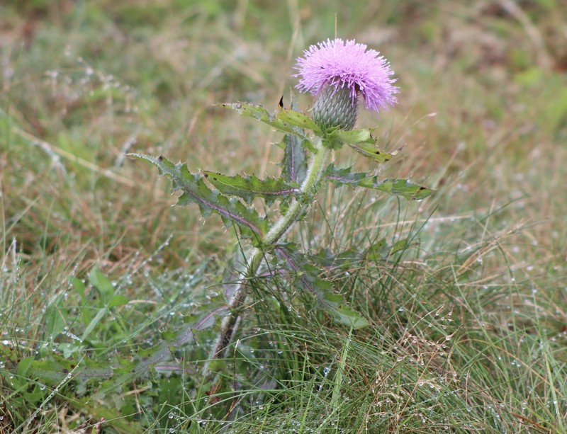 Cirsium pumilum var. pumilum photo 8