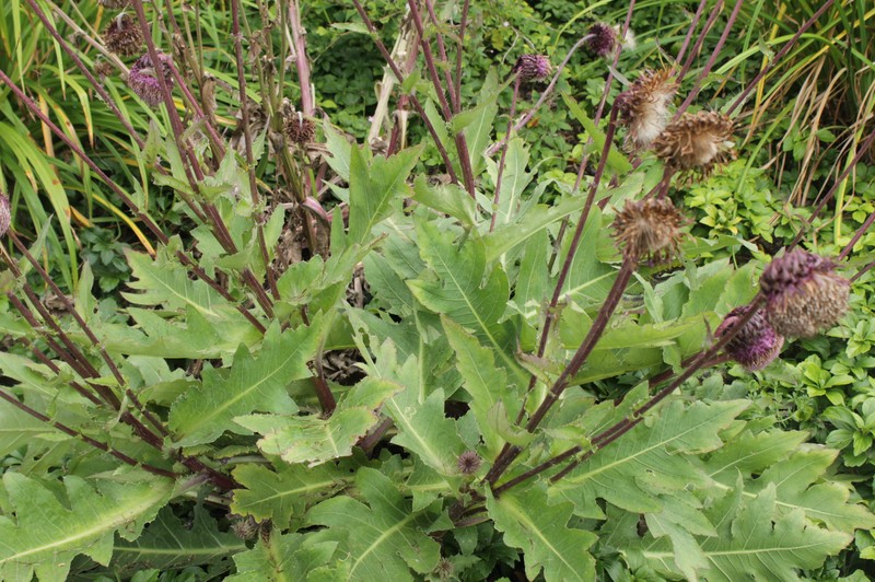 Cirsium purpuratum photo 2
