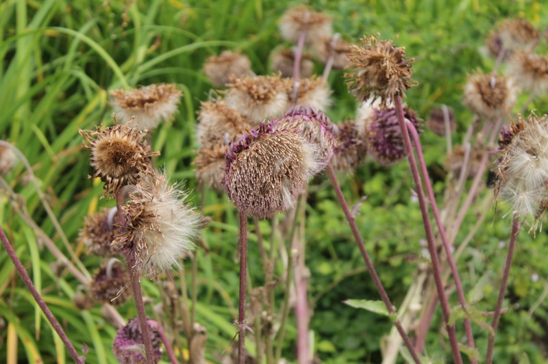 Cirsium purpuratum photo 3