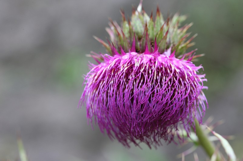 Cirsium purpuratum photo 4