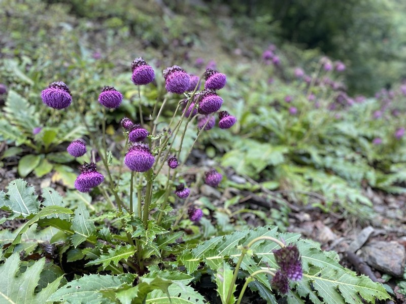 Cirsium purpuratum photo 6