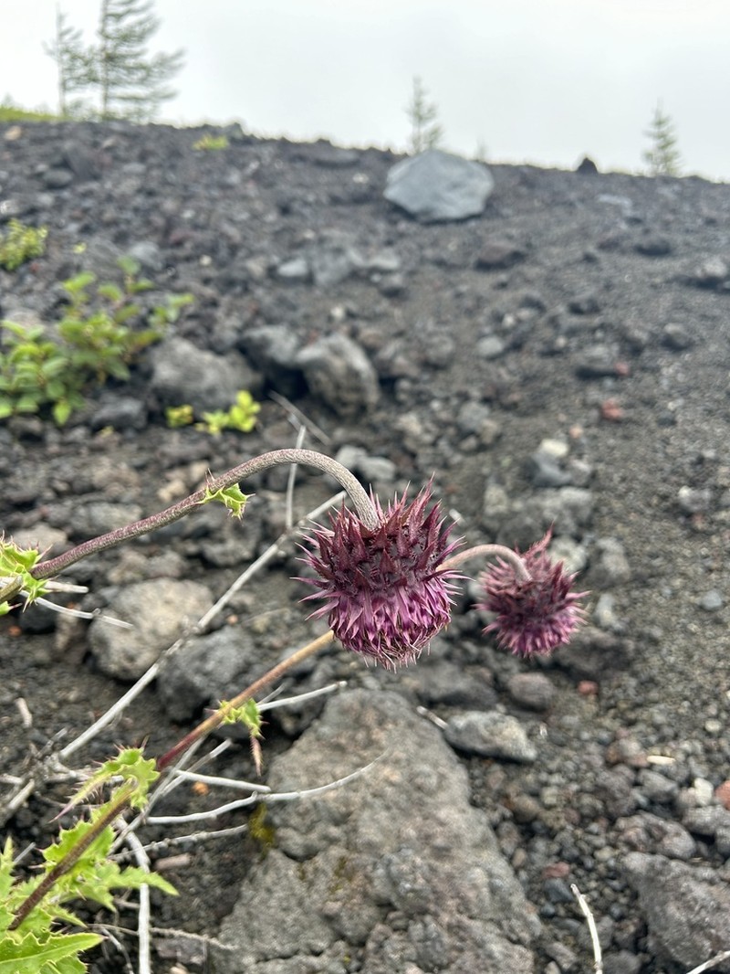 Cirsium purpuratum photo 7