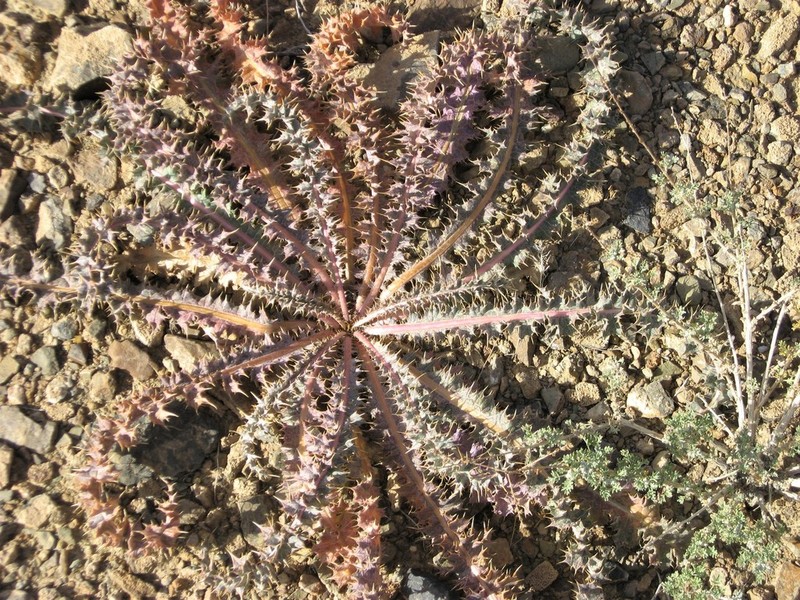 Cirsium pyramidale
