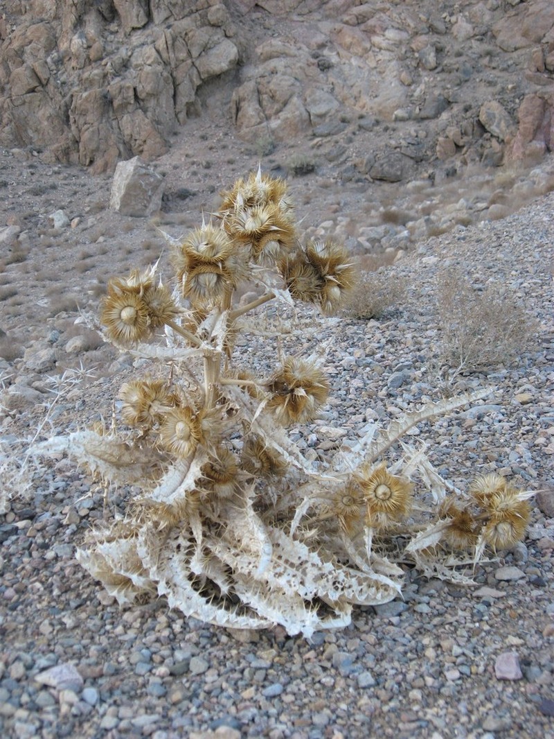 Cirsium pyramidale photo 2