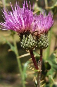 Pyrenean Thistle