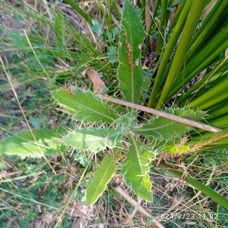 Pyrenean Thistle photo 2