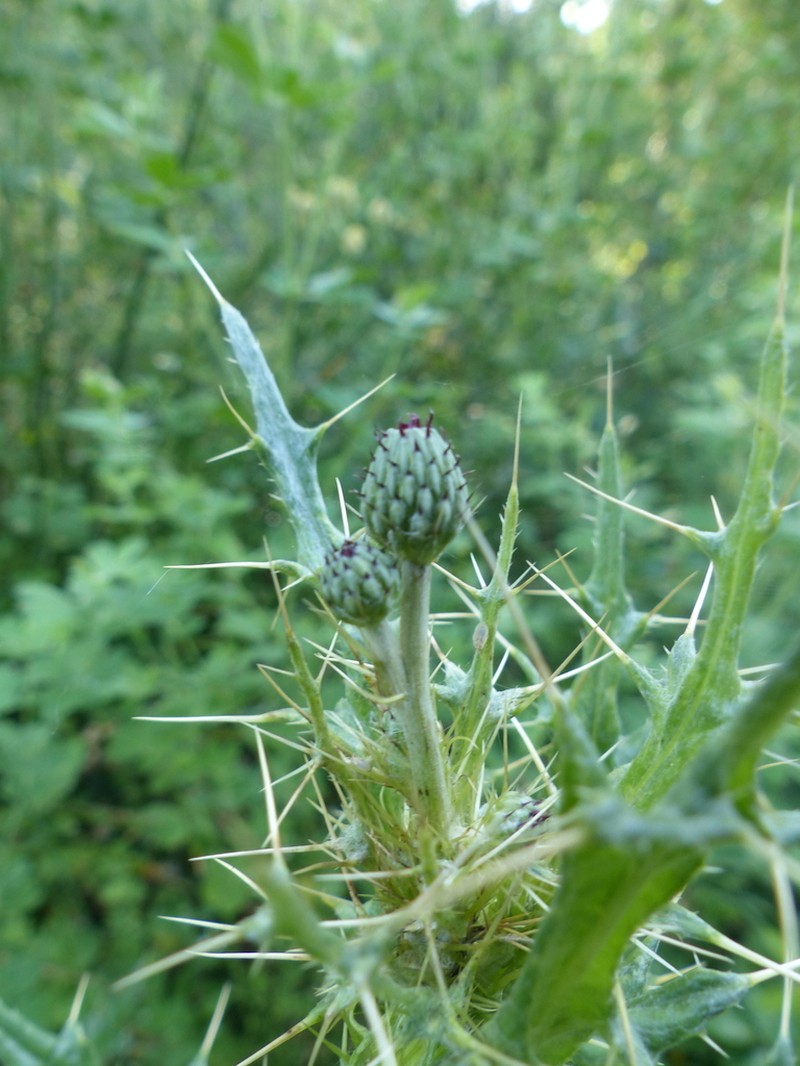 Pyrenean Thistle photo 3