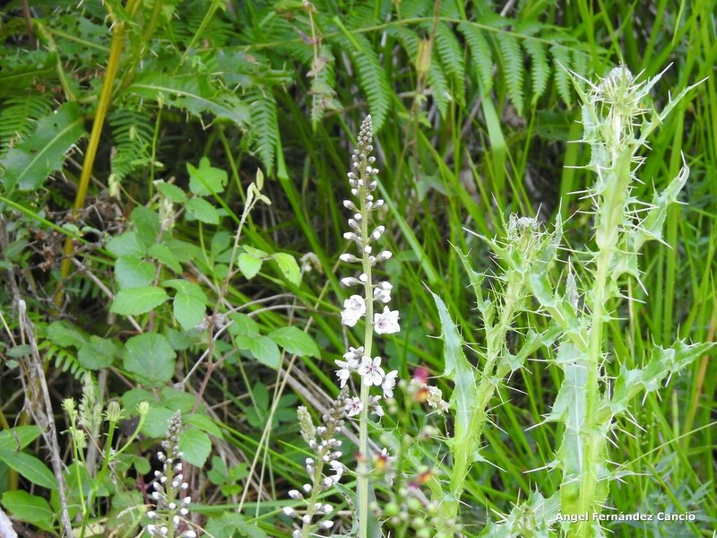Pyrenean Thistle photo 4