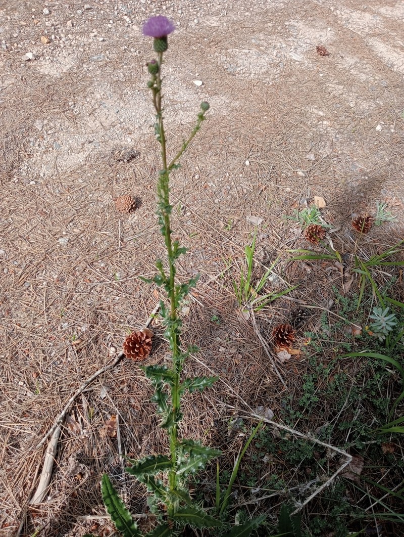 Pyrenean Thistle photo 5