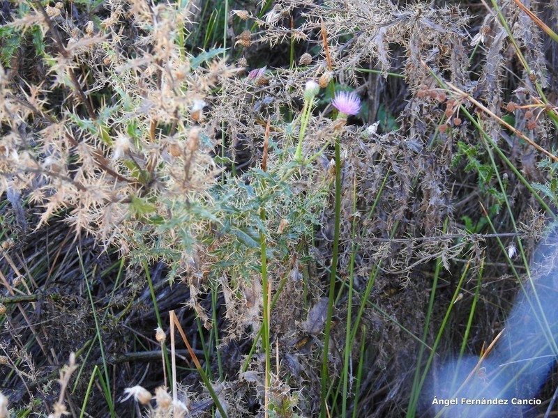 Pyrenean Thistle photo 6