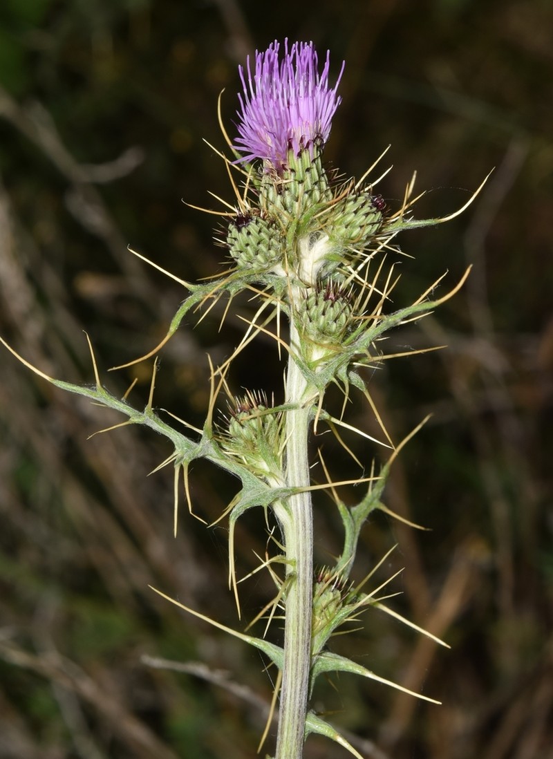 Pyrenean Thistle photo 7