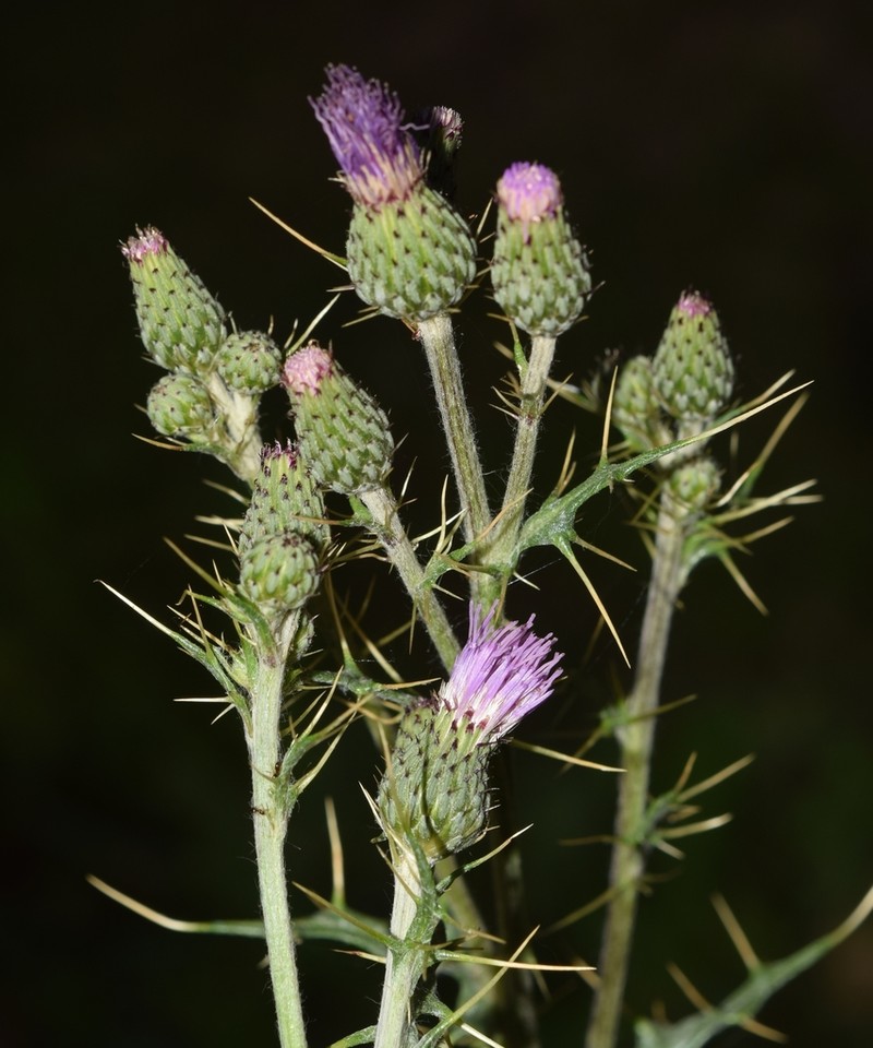 Pyrenean Thistle photo 8