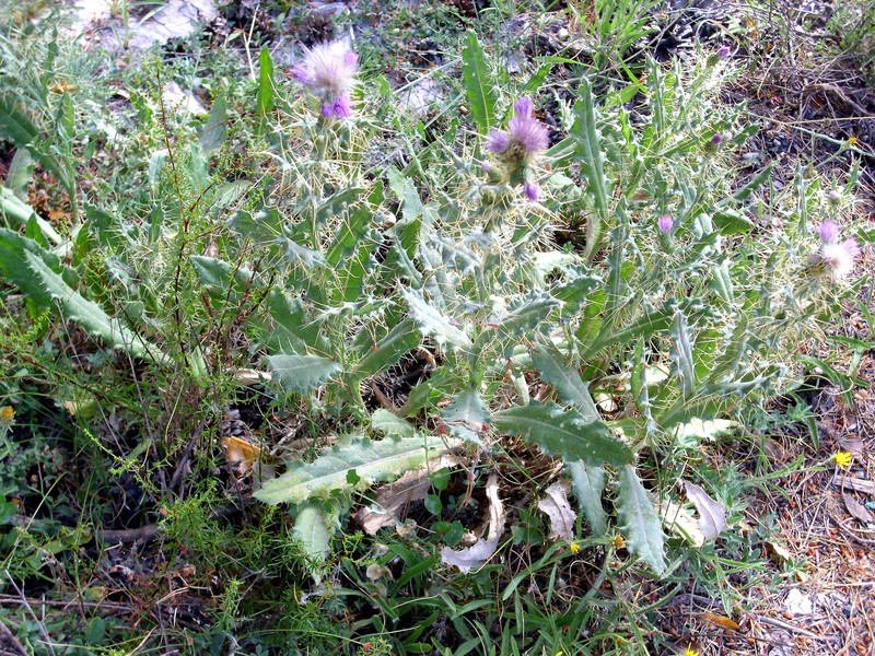 Pyrenean Thistle photo 2