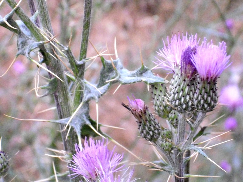 Pyrenean Thistle photo 3