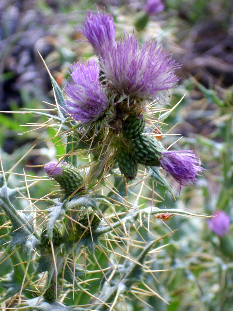 Pyrenean Thistle
