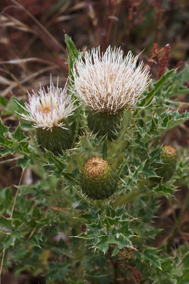 Alameda County Thistle
