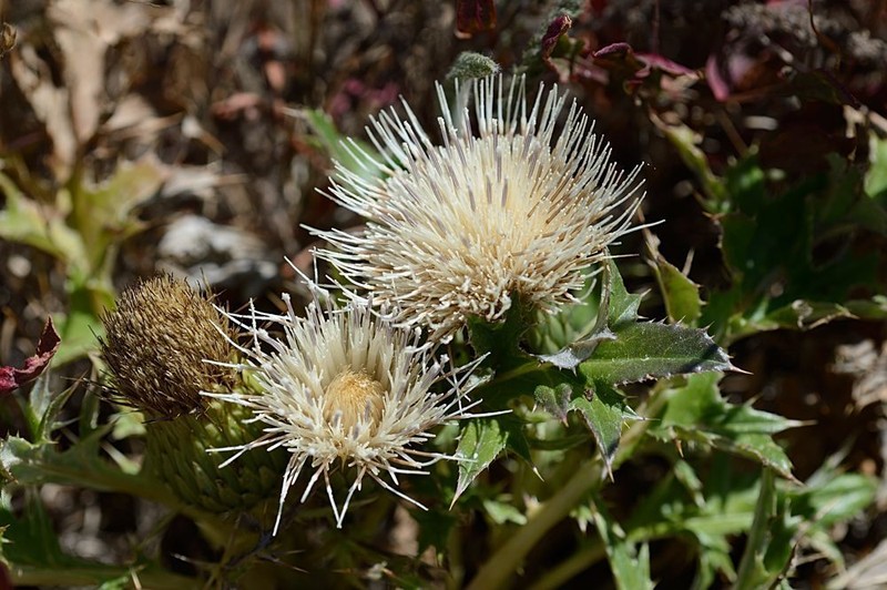 Alameda County Thistle